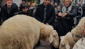 San Antón Madrid 2025: todos los animales pueden participar. Perros, gatos, hurones, ovejas, pajaros, loros..