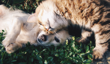 San Antón Madrid 2025: la fiesta de todos los animales